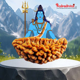 01 Mukhi / Faced Rameshwaram